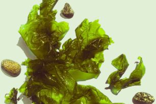 Les algues au menu : Culture, Récolte et Cuisine