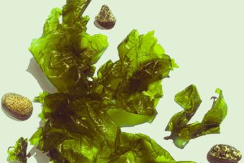 Les algues au menu : Culture, Récolte et Cuisine