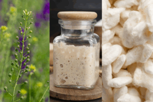 Etudes expérimentales des projets étudiants : Tourteau de Caméline, Levain sans Gluten et Koji