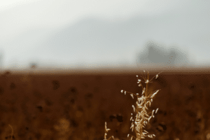 Relocalisation & Résilience Alimentaire