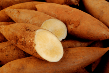 Le yacon (poire de terre) : une alternative au sucre ?