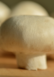 Photo de champignon de paris grand plan
